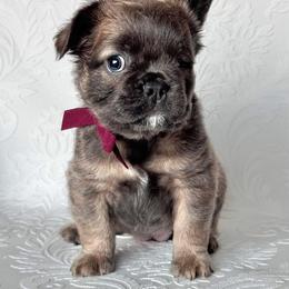 Mirabel - Blue fawn female French Bulldog puppy in Sheridan, Wyoming from Midge’s Meadowland Frenchie’s