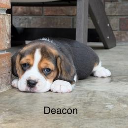 Deacon - Black tan and white male Beagle puppy in Mansfield, Missouri from Rippee Creek Kennel