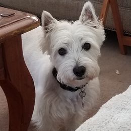 West Highland White Terriers from Snowy Mountain West Highland White Terriers