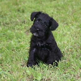 Miniature Schnauzer Puppies from SSPuppy - Sophisticated Schnauzers