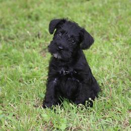 Miniature Schnauzer Puppies from SSPuppy - Sophisticated Schnauzers