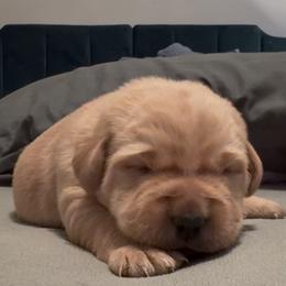 Bandit - Yellow male Labrador Retriever puppy in Canton, Georgia from Dukes Retirevers