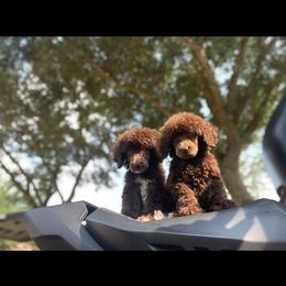 Poodle Puppies from Durer Poodles