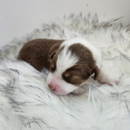 Girl 3 - Australian Shepherd puppy in Hawaii from Hawaii Australian Shepherds