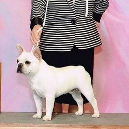 French Bulldogs from Klasse Bulls