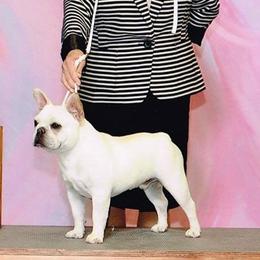 French Bulldogs from Klasse Bulls