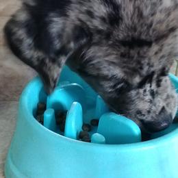 Companion Cross Puppies from Mandala Dogs