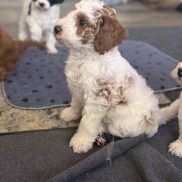 Cavapoo Puppies from AZ Cavapoos