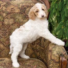 Sunny - Parti female Goldendoodle puppy in Idaho Falls, Idaho from High Quality Goldendoodles