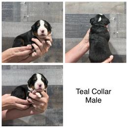 Teal Collar Male - Black rust and white male Bernese Mountain Dog puppy in Collinsville, Texas from Berner Dynasty