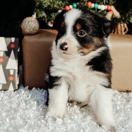 Tri 3 - Black tri male Miniature Australian Shepherd puppy in Perry, Arkansas from Jones ASDR Registered Toy / Mini Aussies