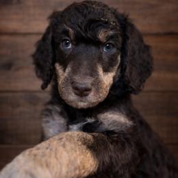 Sandy - Phantom female Poodle puppy in Washington, Pennsylvania from Patriotic Poodles