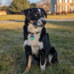 Rocky - Australian Shepherd