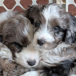 Aussiedoodle Puppies from Ridgeview Aussiedoodles