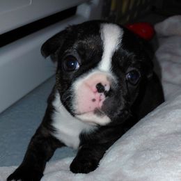Darby - Seal brindle and white male Boston Terrier puppy in Star, North Carolina from Meatloaf's Boston