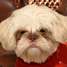 KK - Shih Tzu