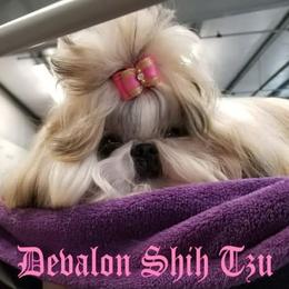 Shih Tzu All Grown Up from Devalon Shih Tzu Palm Beach