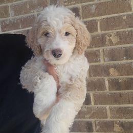 Bear - Apricot male Aussiedoodle puppy in San Antonio, Texas from Av’s Poodles and Doodles