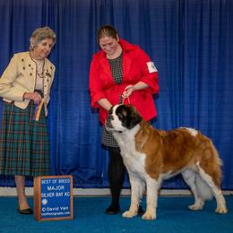 Saint Bernard All Grown Up from Metal Saints