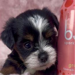 Athena - Shorkie
