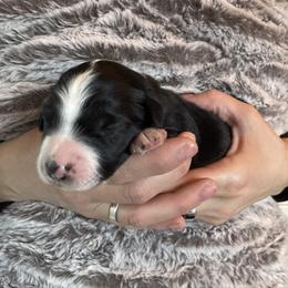 Obsidian - Black and white male Aussiedoodle puppy in Columbia Falls, Montana from Firefly Horse Co Wellness Retreat Center