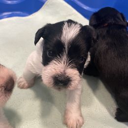 Cooper - Parti male Miniature Schnauzer puppy in Palestine, Texas from Miniature Schnauzer Puppies of Palestine Tx
