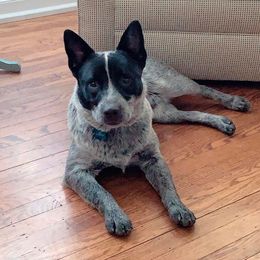 Chili - Australian Cattle Dog