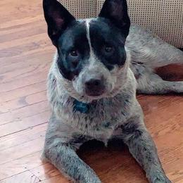 Chili - Australian Cattle Dog