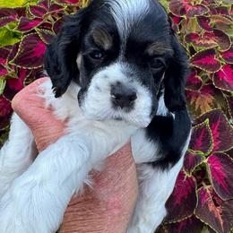 Boy 4 - Black white and tan male Cocker Spaniel puppy in Beech Island, South Carolina from Mike's Best Friends