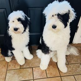 Bernedoodle, Bernese Mountain Dog, and Sheepadoodle All Grown Up from VonDoodles Bernedoodles & Sheepadoodles