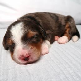 Capri - Merle female Bernedoodle puppy in Bowling Green, Ohio from Windy Creek Doodles