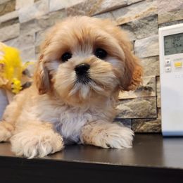 Cavapoo, Maltese, Maltipoo, and Poodle Puppies from Mt.BakerPoodles&Doodles