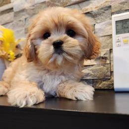 Cavapoo, Maltese, Maltipoo, and Poodle Puppies from Mt.BakerPoodles&Doodles