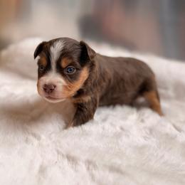 RTF2 - Red tri female Miniature Australian Shepherd puppy in Dayton, Washington from Rafter 22 Aussies