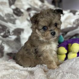 Pomapoo 'Bitsy' - female Pomeranian puppy in Stuart, Virginia from Lil Aussie Posse