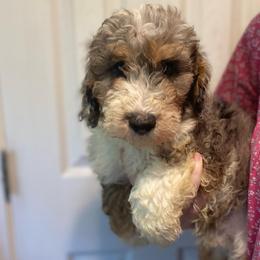 Bruno - Blue merle male Aussiedoodle puppy in Columbia, Kentucky from Burton's Precious Doodles