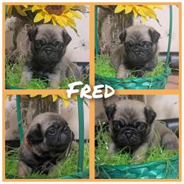 Fred - Fawn male Pug puppy in Winter Haven, Florida from Lisa's Pugalicious Pugs