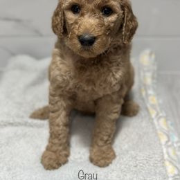 Goldendoodle Puppies from A&B Doodles