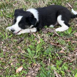Border Collie Puppies from Roaring River Border Collies