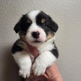 Sven - Black and white male Cardigan Welsh Corgi puppy in Atascadero, California from California Corgis and Kunes