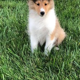 Shetland Sheepdog Puppies from Jo-C's Shelties