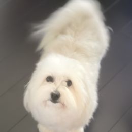 Kiki - Coton de Tulear