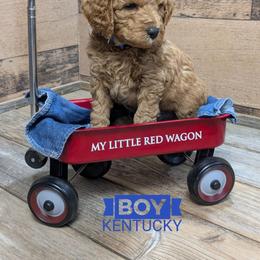 Kentucky - Red  male Goldendoodle puppy in Cambridge, Minnesota from Country Meadow Doodles