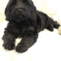 Lithium  yellow collar - Black female Australian Labradoodle puppy in Provo, Utah from EllsWORTH Labradoodles LLC