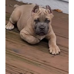 Cane Corso Puppies from Nephilim Cane Corso