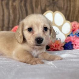 Flash - Cream male Dachshund puppy in Dothan, Alabama from Little House Pups