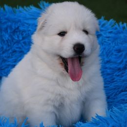 Zvenislava - White female Siberian Husky puppy in Miami, Florida from Blue Moon Huskies