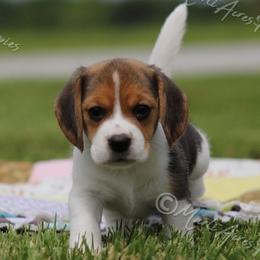 AKC 'Brandywine' - Black tan and white female Beagle puppy in Lamar, Missouri from Marti Acres ~ Boston Terrier & Beagles