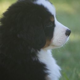 Bernese Mountain Dog Puppies from Lonesome Pine Farm