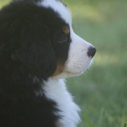 Bernese Mountain Dog Puppies from Lonesome Pine Farm